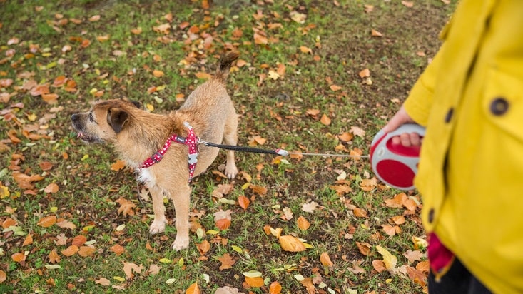 Visitor walking their dog among autumn leaves
